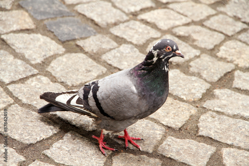Obraz premium Dove walking on town square
