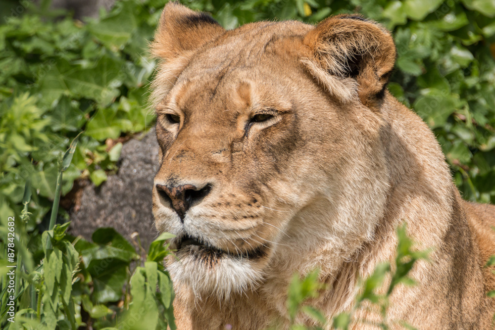 Fototapeta premium Lioness in the sun