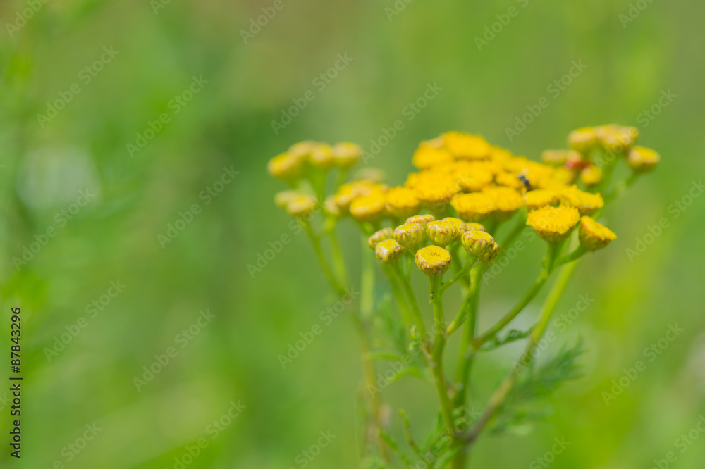 Yellow Tansy Yellow Tansy