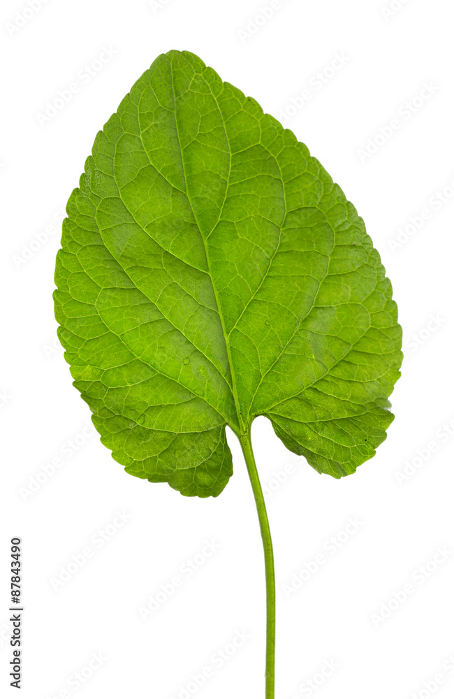 Green leaf isolated on white Green leaf isolated on white