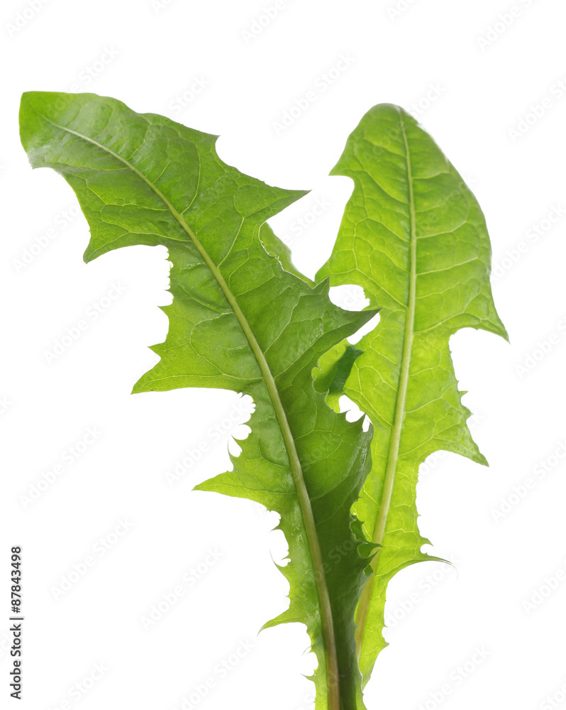 Dandelion leaf isolated on white Dandelion leaf isolated on white