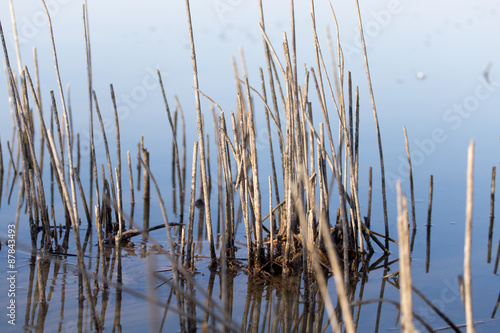 a lake with reeds at dawn in the autumn