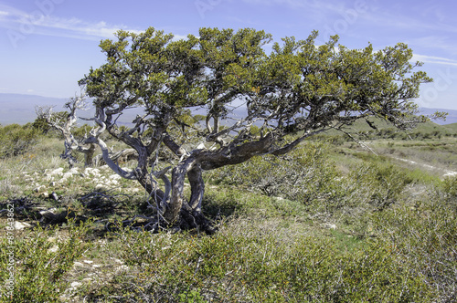 Old Curlleaf Mountain-Mahogany Tree