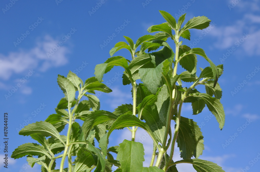 Stevia (stevia rebaudiana) und blauer Himmel mit weißen Wolken als Hintergrund Stevia (stevia rebaudiana) und blauer Himmel mit weißen Wolken als Hintergrund