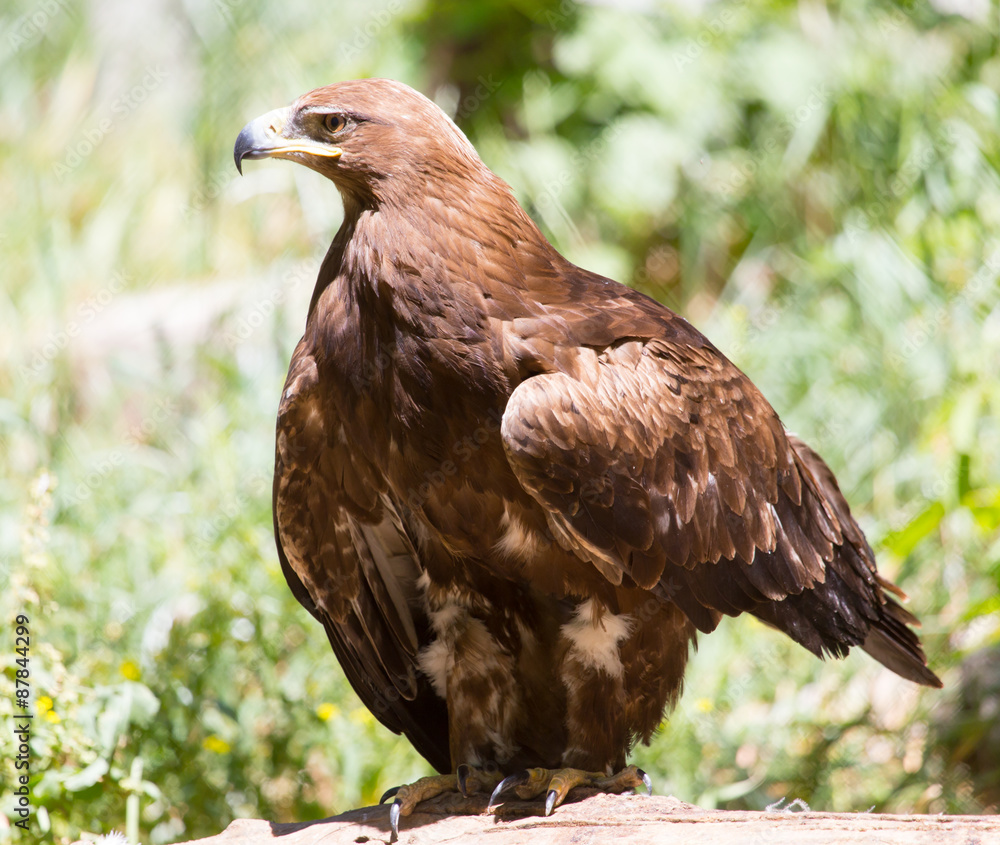 Fototapeta premium Portrait of an eagle in nature