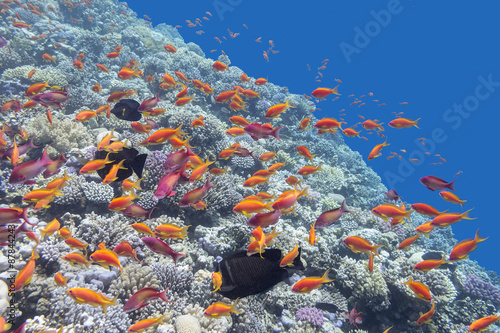 rafa-koralowa-z-rybami-anthias-w-tropikalnym-morzu