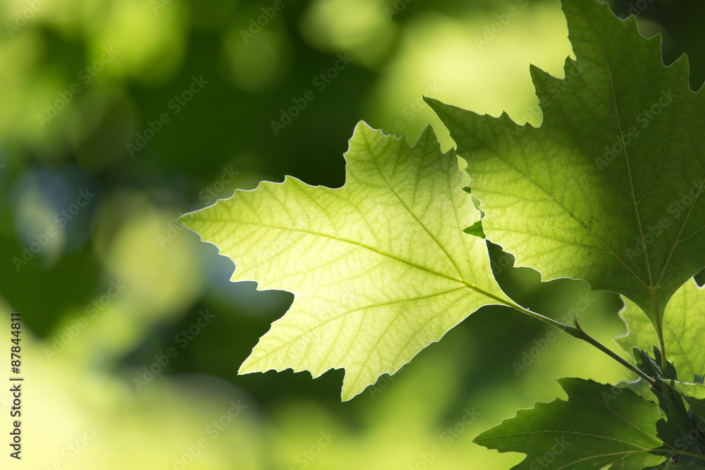 Beautiful maple leaves in nature Beautiful maple leaves in nature