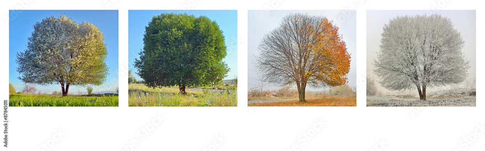 alone tree in four season - obrazy, fototapety, plakaty 