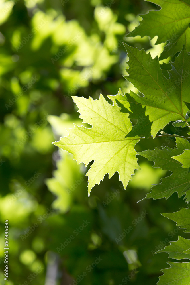 Beautiful maple leaves in nature Beautiful maple leaves in nature