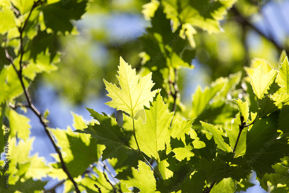 Beautiful maple leaves in nature