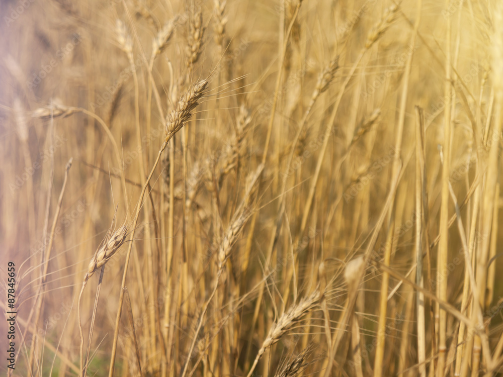 Ear of wheat on the field Matures. Ear of wheat on the field Matures.
