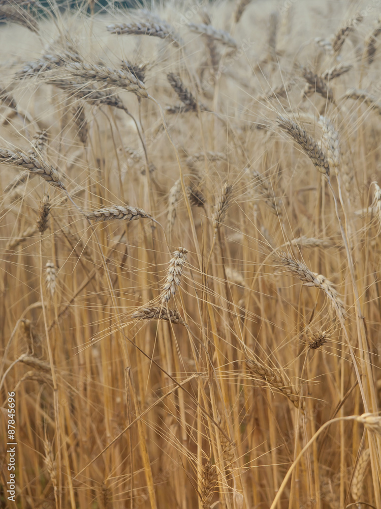 Fototapeta premium Ears of wheat ripening in the sun.