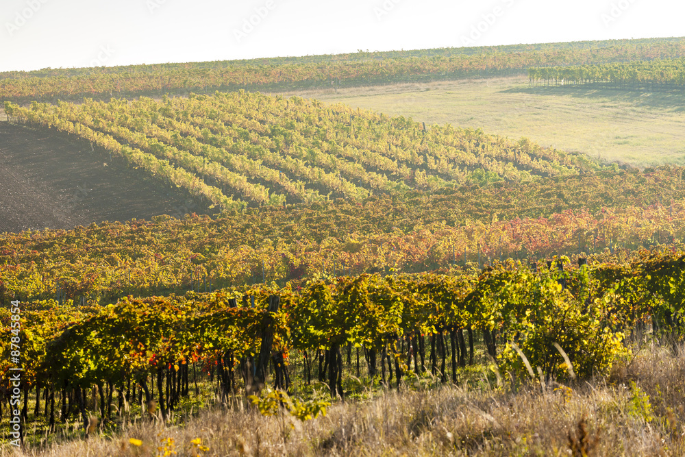 view of autumnal vineyards near Jetzelsdorf, Lower Austria, Aust