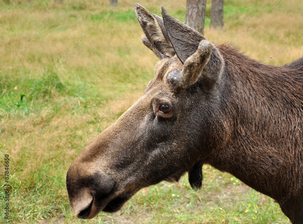 Elk Elk