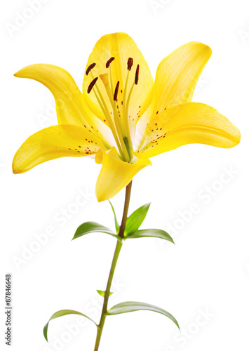 Fototapeta Naklejka Na Ścianę i Meble -  lily flower