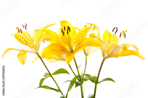 Fototapeta Naklejka Na Ścianę i Meble -  bouquet of yellow lilies