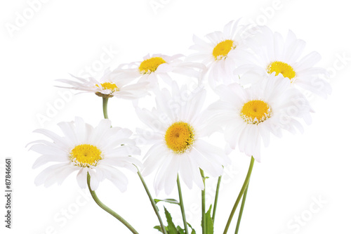  daisy flowers