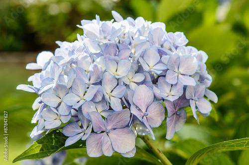 Hydrangea