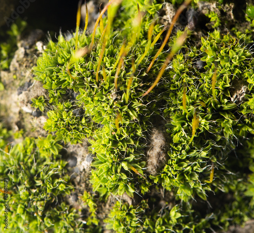 green moss on nature. close-up