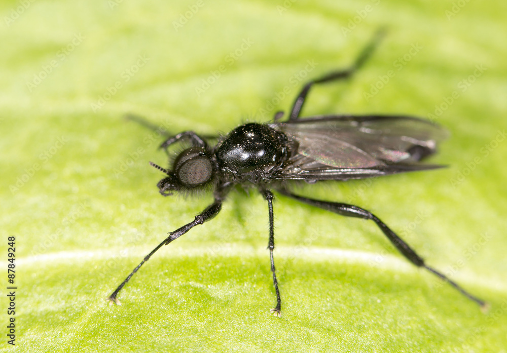 fly on a green leaf. close fly on a green leaf. close