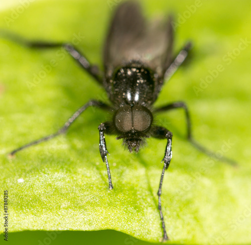 portrait of a fly on a green leaf. close