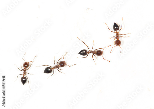 ants on a white wall. close