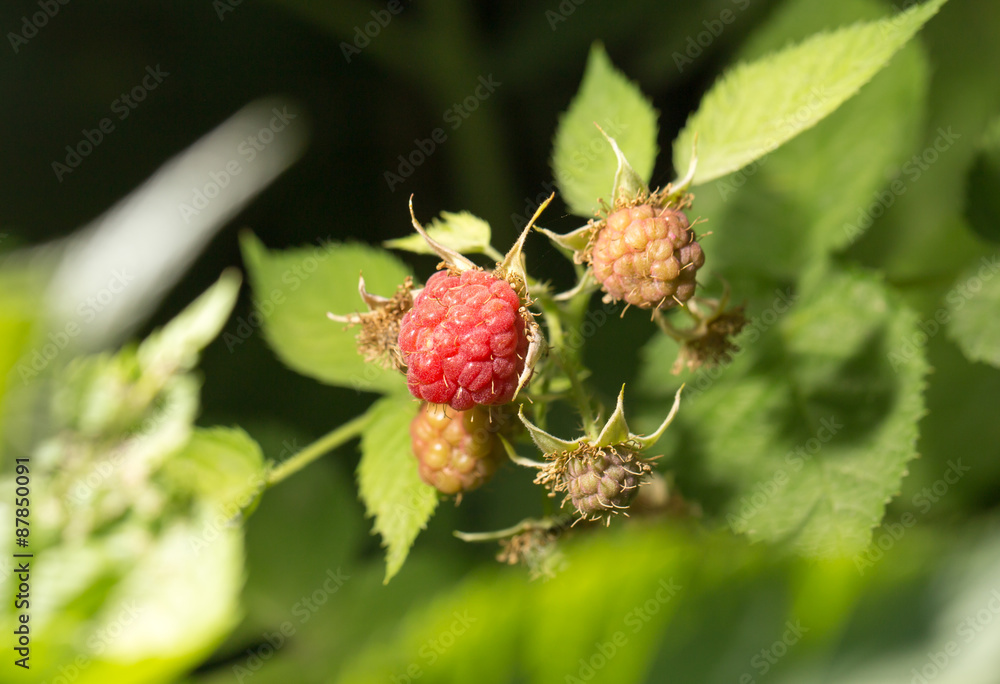 raspberries in the garden in nature raspberries in the garden in nature