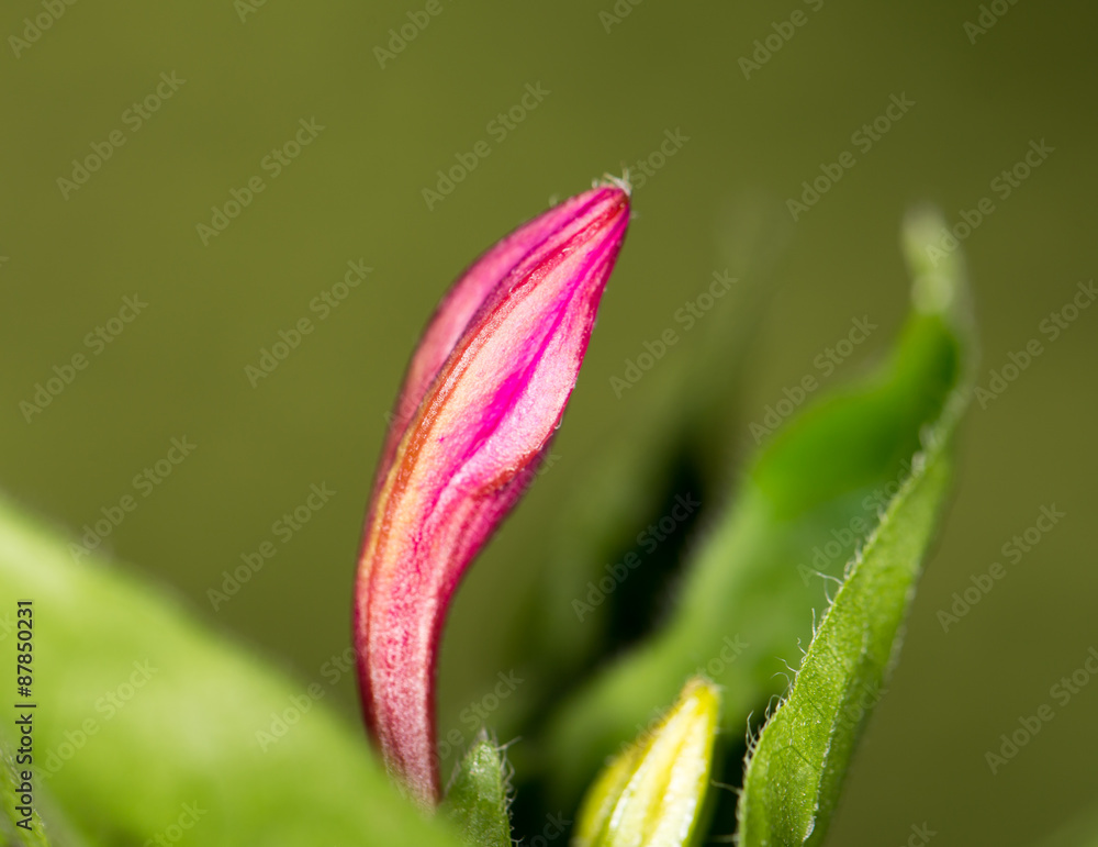 Obraz premium red flower in nature