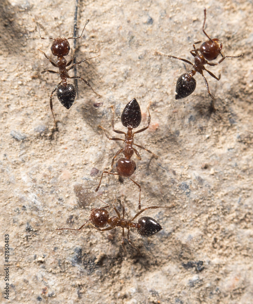 ants. close ants. close