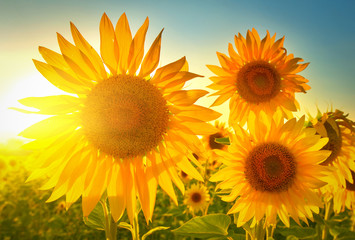 Wandcirkels Zonnebloem Zonnebloemen in warm zomerlicht  © denis_333