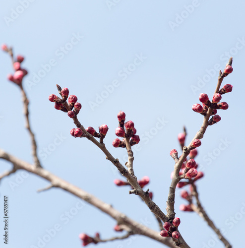 swollen buds with flowers on a tree in spring