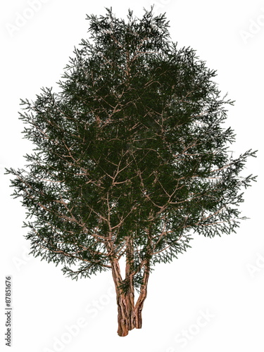 Quadro su tela English or European yew, taxus baccata tree - 3D render