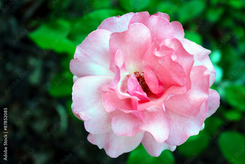 rosa rosa