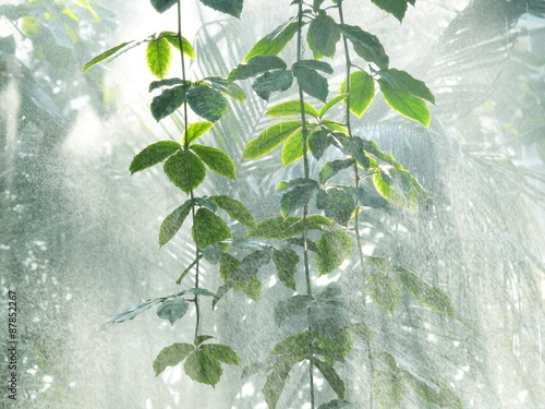 Fotografie rain forest water splashes