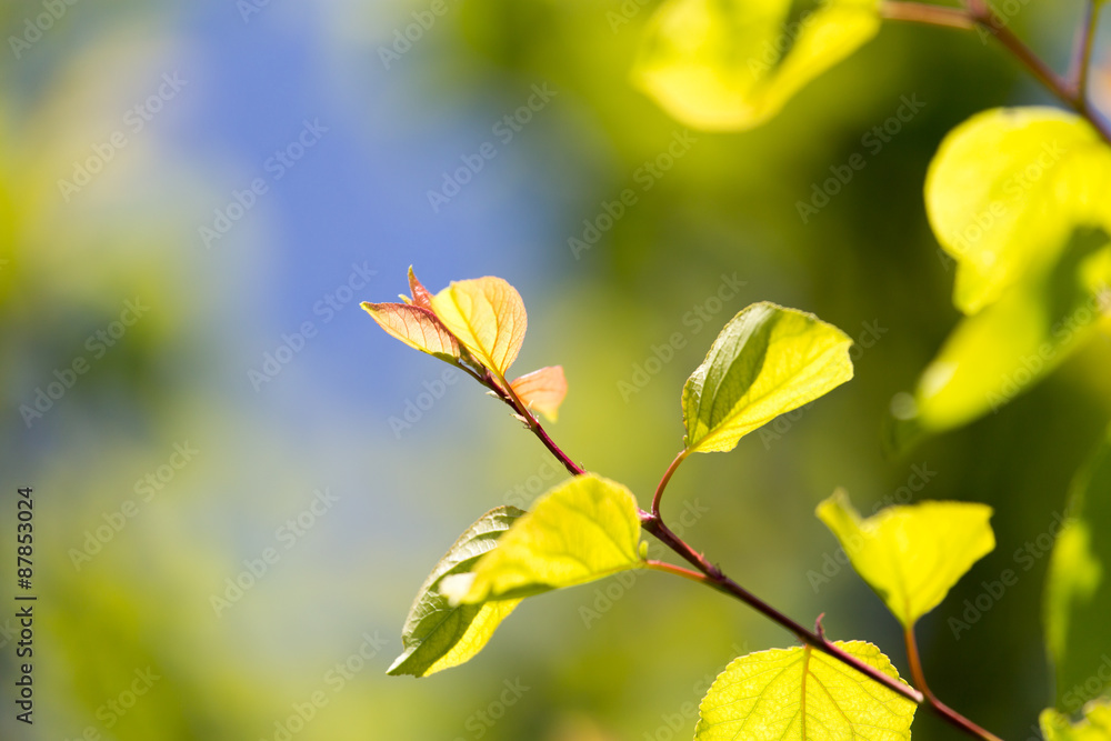 Beautiful branch of a tree with green leaves Beautiful branch of a tree with green leaves