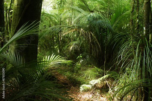 Green tropical rain forest jungle