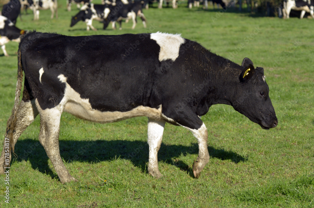 Holstein cow in dairy farm paddock