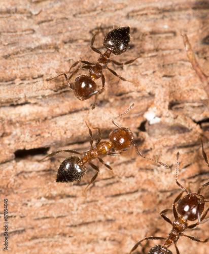 ants on wood. close-up