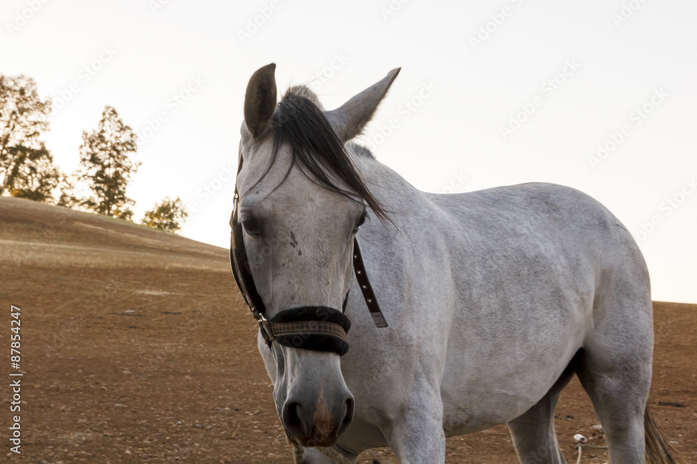 Fototapeta premium Primer plano de caballos y yeguas