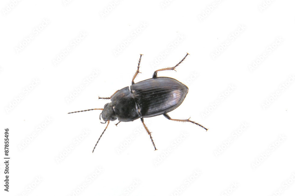 Black bug on a white background Black bug on a white background
