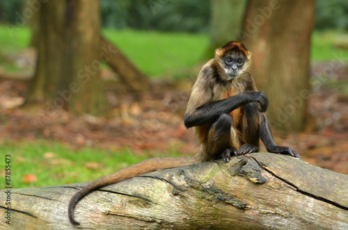 Spider Monkey sit on a tree trunk