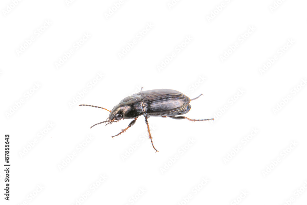 Black bug on a white background Black bug on a white background