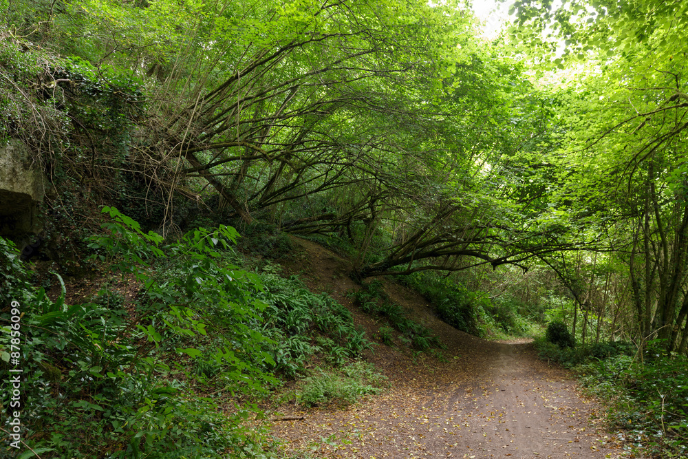 Fototapeta premium Path in Hornbeam temperate forest