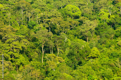 Tropical rainforest