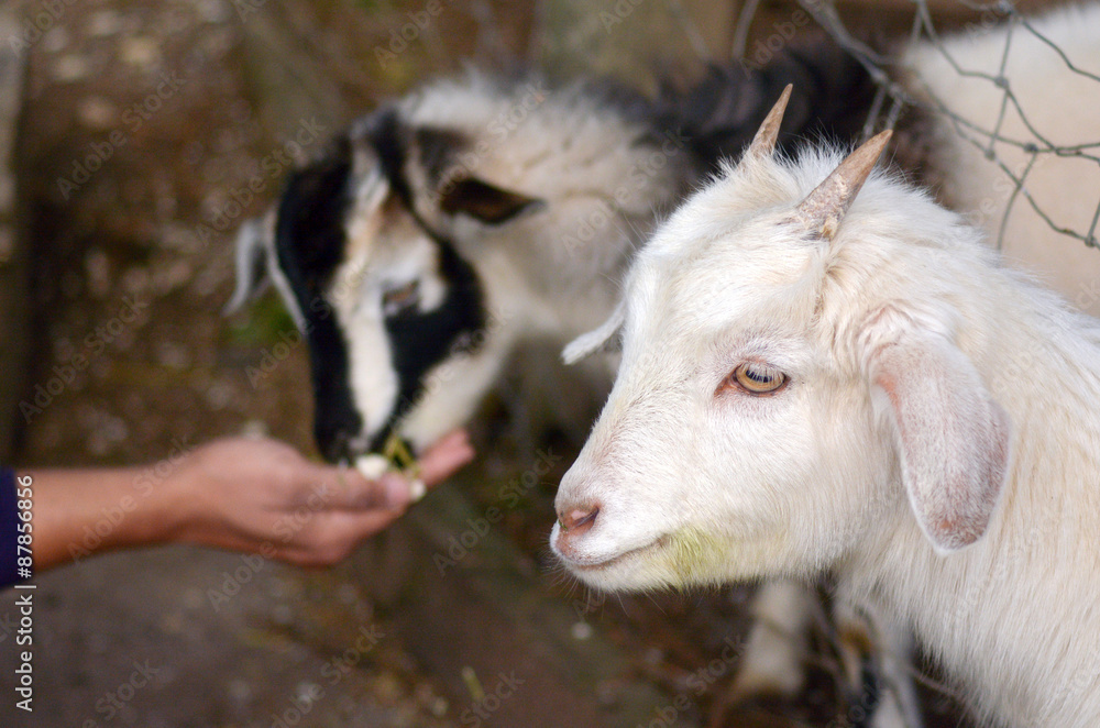 Fototapeta premium Man hand feed two kid Goats food