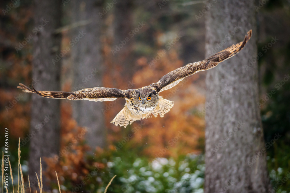 Fototapeta premium Flying Eurasian Eagle Owl in colorfull winter forest