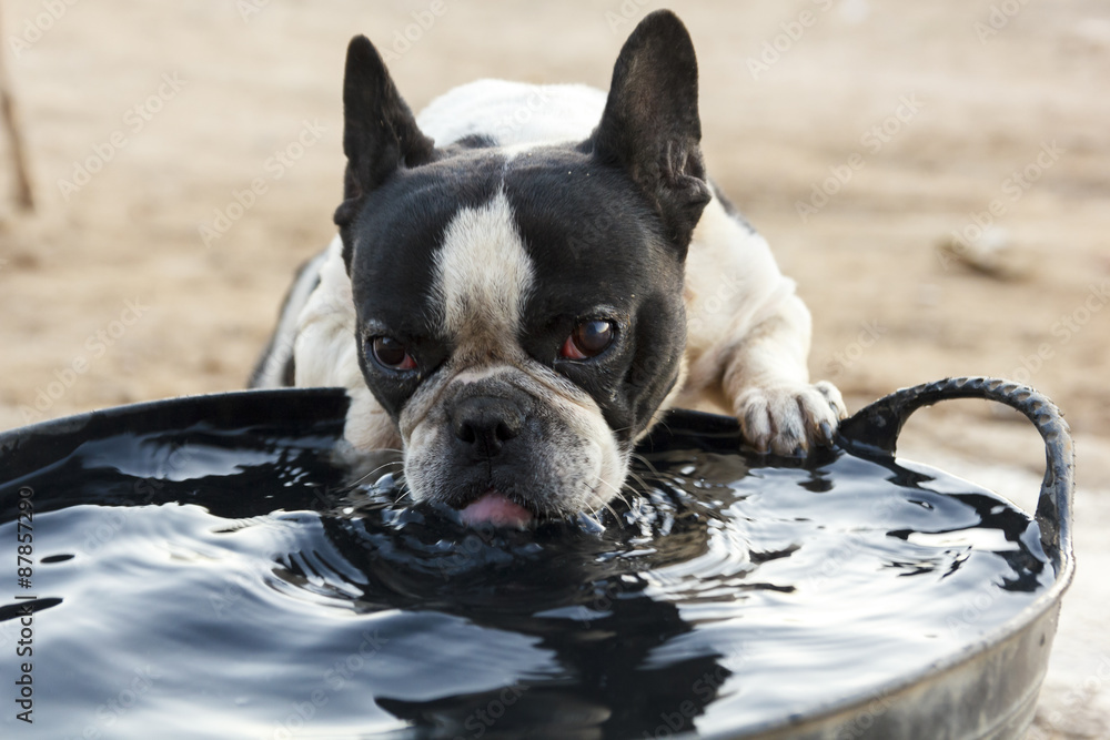 Bulldog Francés bebiendo. Perro de pura raza bebiendo agua un día de verano. Bulldog Francés 
