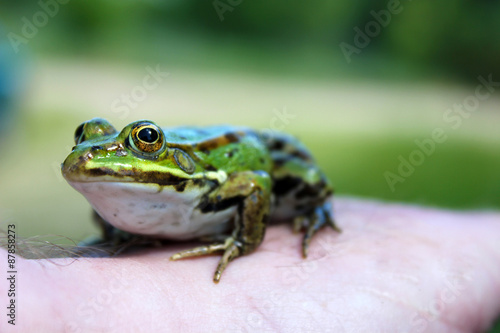 Frog on male hand, close-up