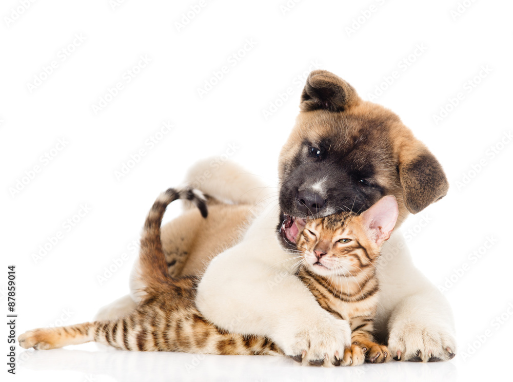 Akita inu puppy dog hugs bengal kitten. isolated on white backgr Akita inu puppy dog hugs bengal kitten. isolated on white backgr