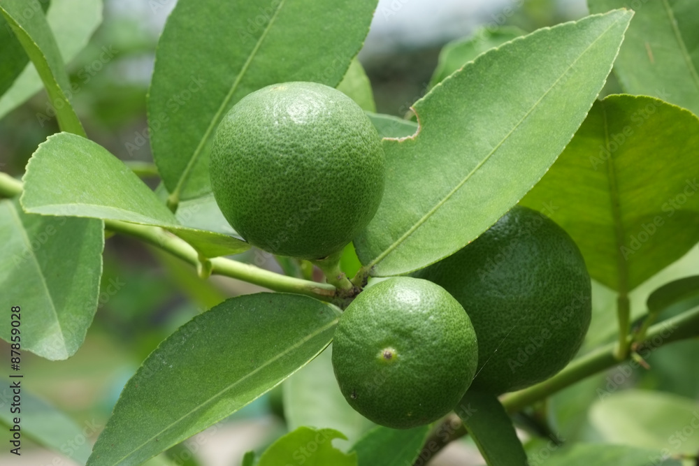 Lime fruit, Lime green tree hanging from the branches of it Lime fruit, Lime green tree hanging from the branches of it